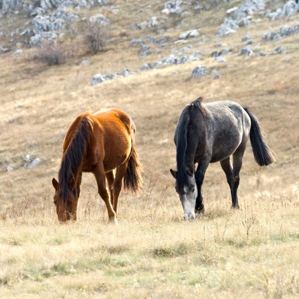 horses-on-pasture-2025-01-07-06-07-01-utc.jpg
